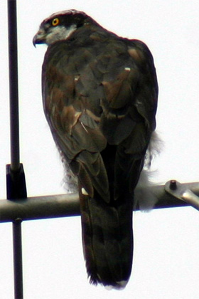 b0026110_20534115.jpg
