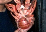 c0000816_19395087.jpg