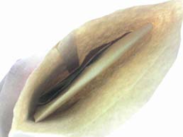 e0068036_217306.jpg