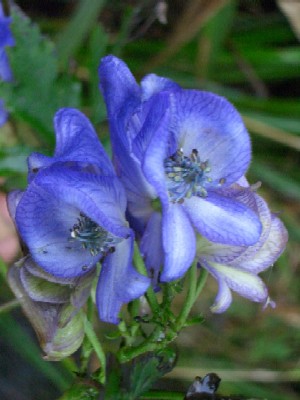 c0042418_7553395.jpg