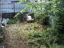 e0003819_145759.jpg