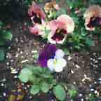 c0050522_1943435.jpg