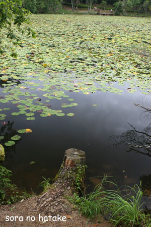d0036630_1528671.jpg