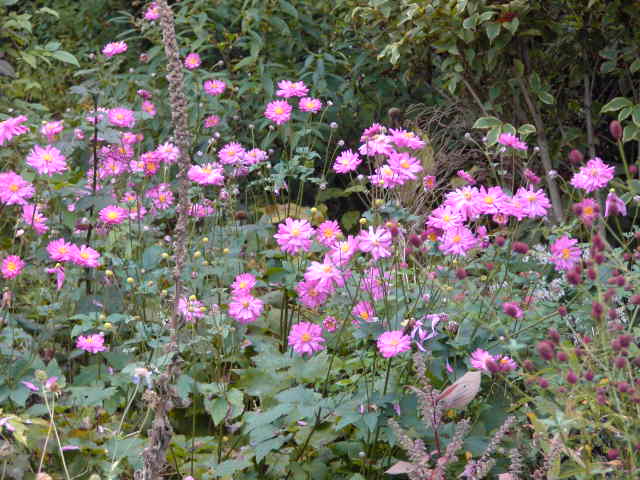 e0017562_1153776.jpg