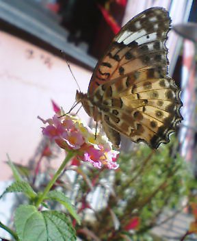 b0009665_152629.jpg