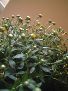 b0001284_7445190.jpg