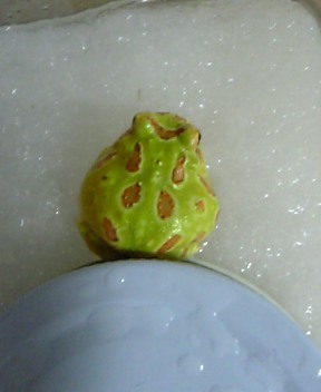 e0080894_20372669.jpg