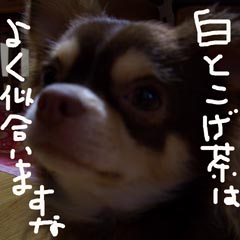 c0036617_7573419.jpg