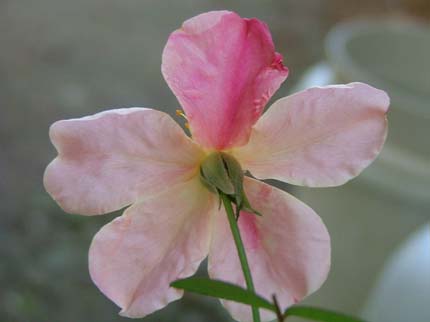 c0045227_22253773.jpg