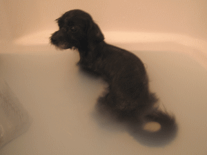 b0035453_9303051.gif