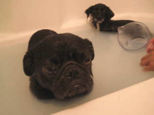b0035453_931061.gif