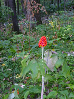 e0004756_21323823.jpg