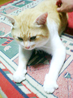 c0020469_850492.jpg