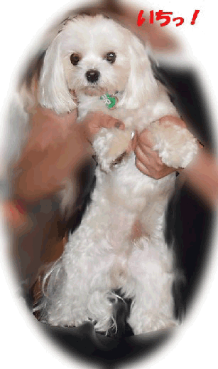 b0060071_155262.gif