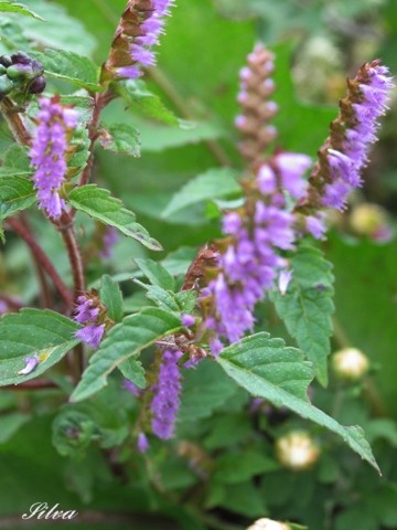 c0039974_2318272.jpg