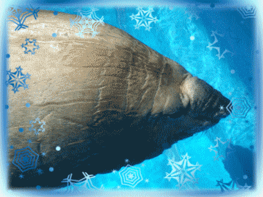 b0055276_034251.gif