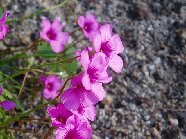 e0029692_2134224.jpg