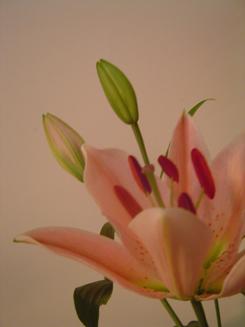 e0088316_575718.jpg