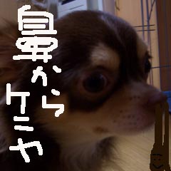 c0036617_8165151.jpg