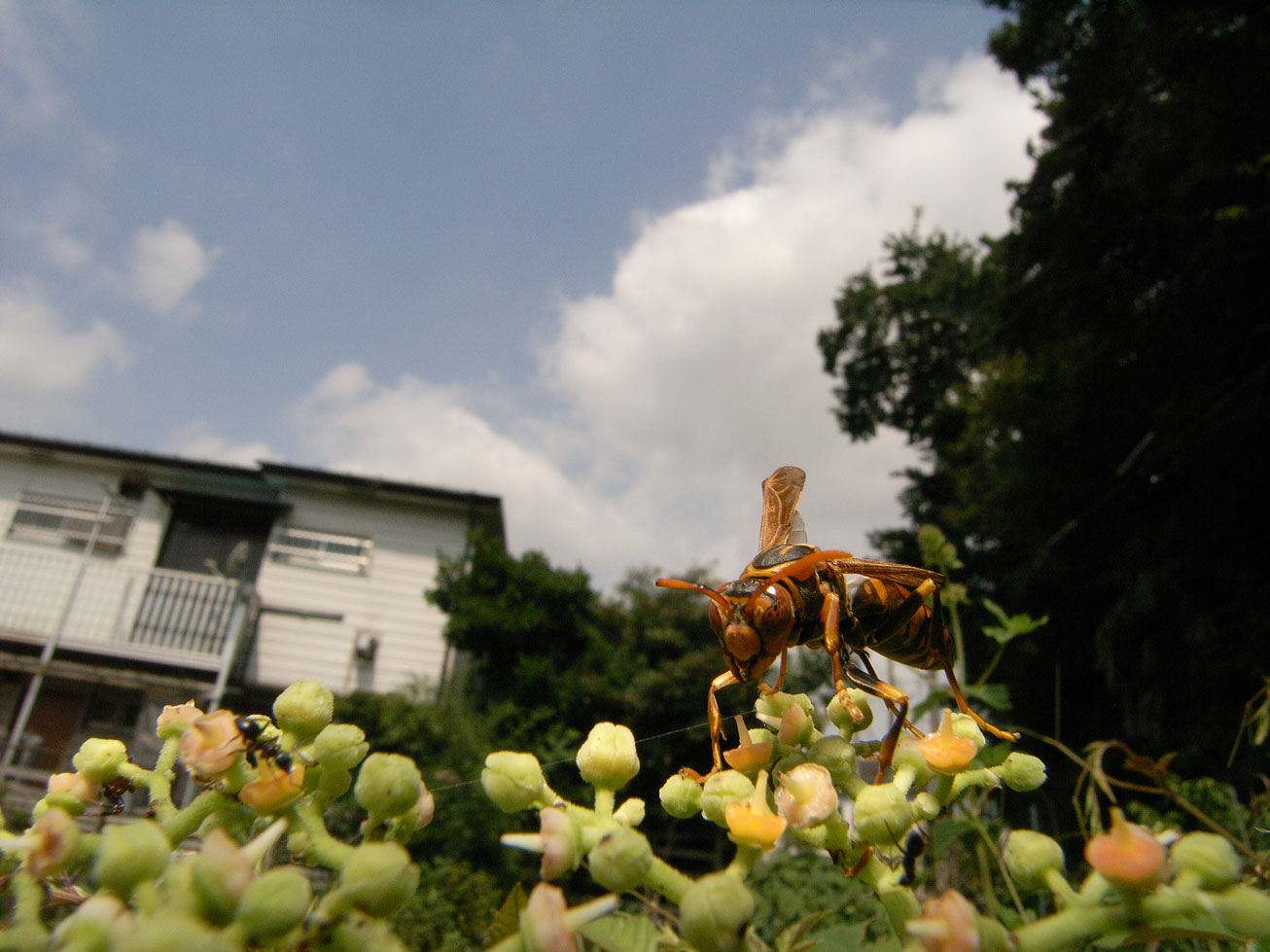 e0088036_0082.jpg