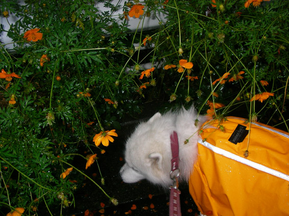 c0035838_169012.jpg