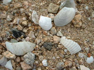e0060485_05223.jpg