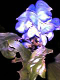 d0033422_2385418.jpg