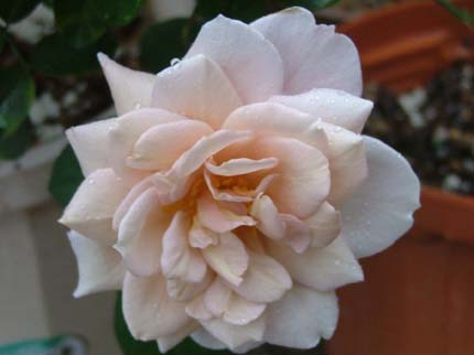 c0045227_2038099.jpg