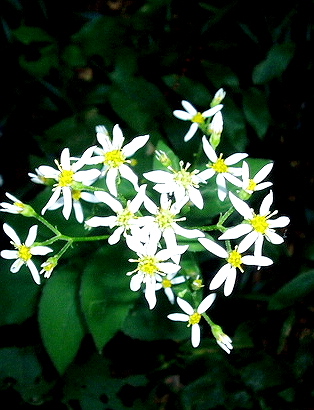 e0064158_0472138.jpg