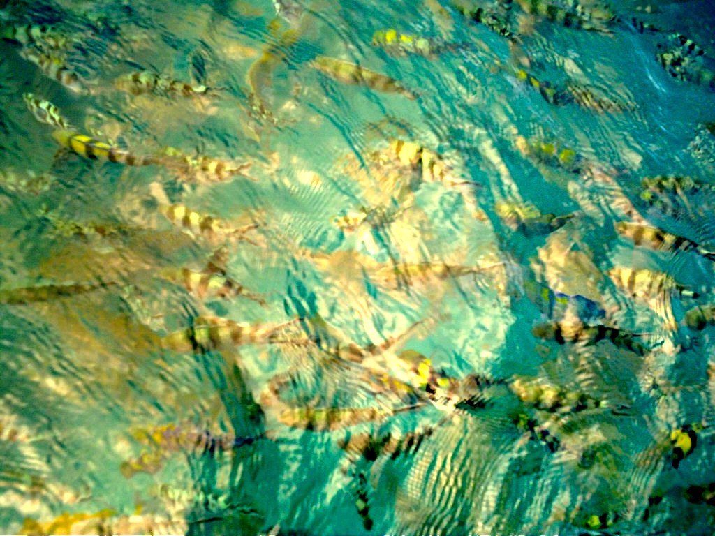 e0036407_1831580.jpg
