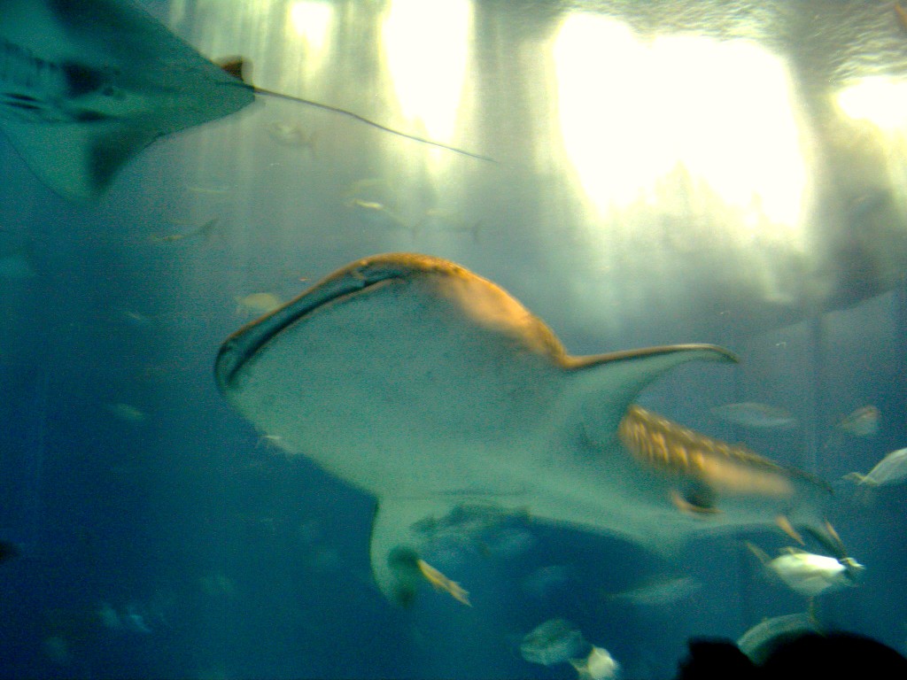 e0036407_1892383.jpg