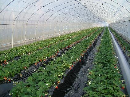 e0015108_173490.jpg