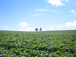 c0055305_2228454.jpg