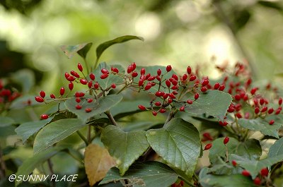 c0027027_9364380.jpg