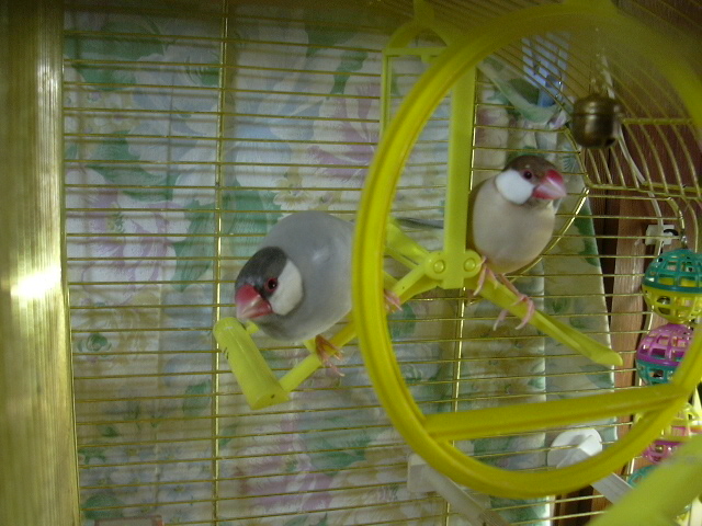 d0039036_15114647.jpg