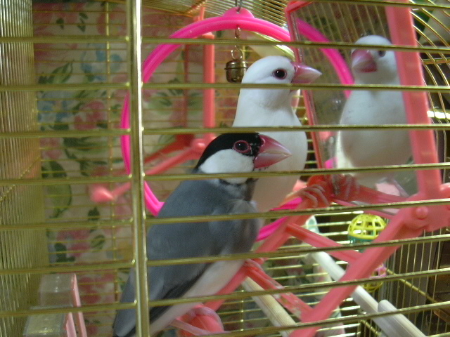 d0039036_15124333.jpg