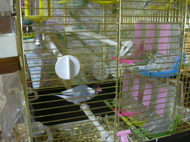 d0039036_1523340.jpg