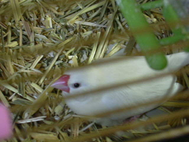 d0039036_1531595.jpg