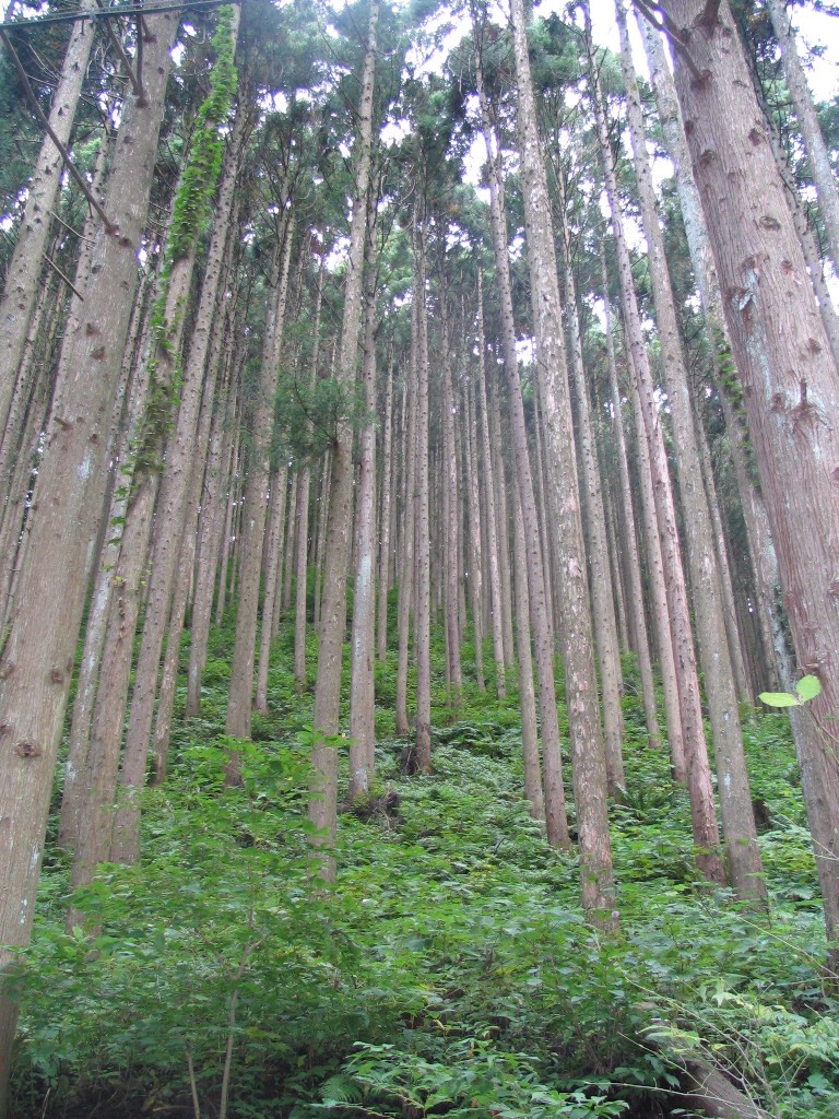 c0020059_172247.jpg
