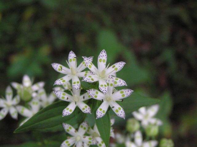 c0042869_21324888.jpg