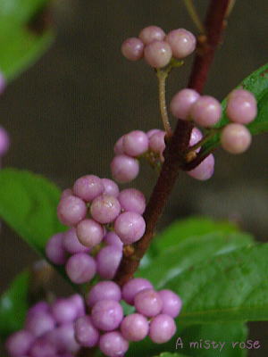 d0034988_2233231.jpg