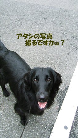 c0050400_1633971.jpg