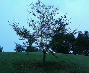 e0015006_7202926.jpg