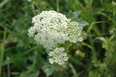 e0091909_984515.jpg