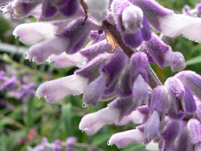 花 アメジスト アメジストセージ（サルビア・レウカンサ）の育て方・栽培方法