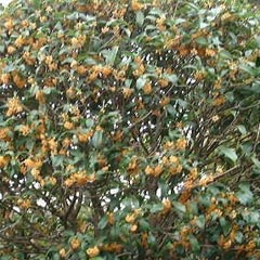c0036617_1113295.jpg