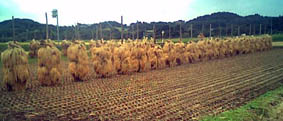 a0020929_12462290.jpg