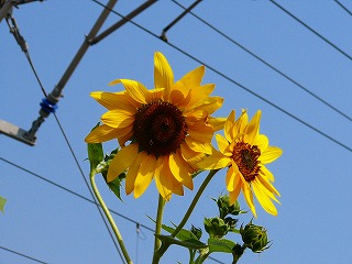 b0009029_14415462.jpg