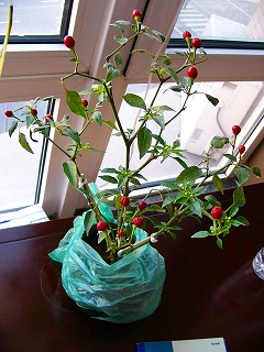 b0009029_14454798.jpg