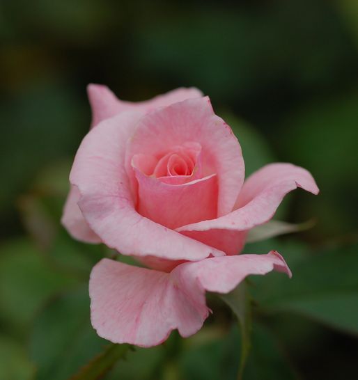 e0053660_8105077.jpg